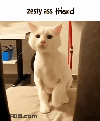 A Picture Of A White Cat With The Words Zesty Ass Friend Above It GIF