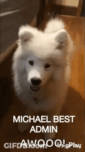 A Picture Of A White Dog With The Caption Michael Best Admin Awoo GIF