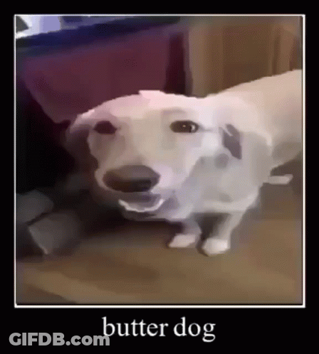 A Picture Of A White Dog With The Words Butter Dog On The Bottom GIF