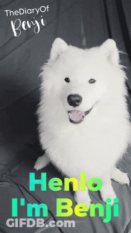 White Dog Saying Henlo I'm Benji GIF