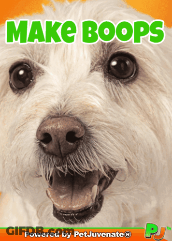 A Picture Of A White Dog With The Words Make Boops On It GIF