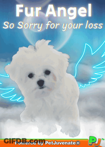 A Picture Of A White Dog With Wings And The Caption Fur Angel So Sorry For Your Loss GIF