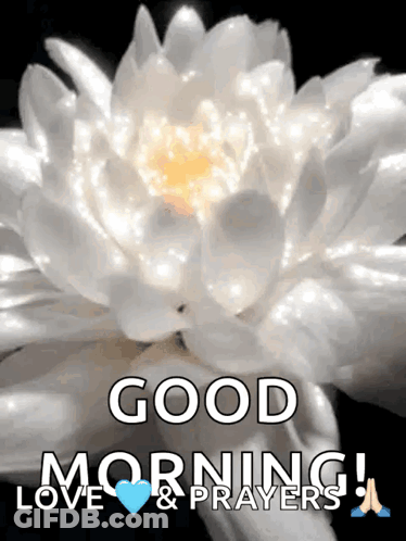A Picture Of A White Flower With The Words Good Morning Love & Prayers Below It GIF