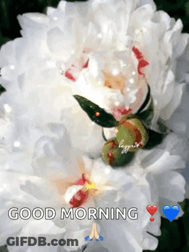 A Picture Of A White Flower With The Words Good Morning Written Below It GIF