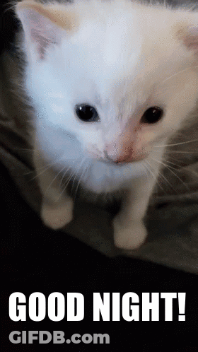 A Picture Of A White Kitten With The Words Good Night Written Below It GIF