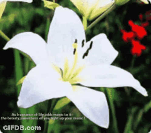 A Picture Of A White Lily With The Words " As Fragrance Of Lily Adds Magic To It " GIF
