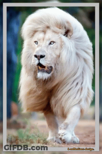 A Picture Of A White Lion With A Caption That Says " A Caffelatte Design " GIF
