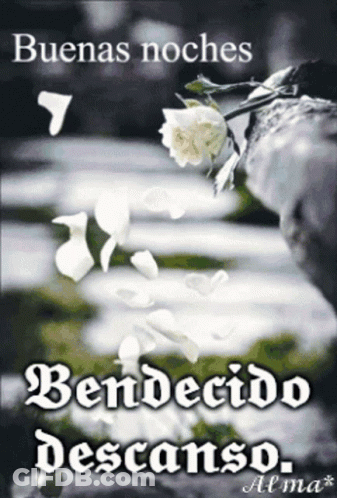 A Picture Of A White Rose With The Words " Buenas Noches Bendicido Descanso " GIF