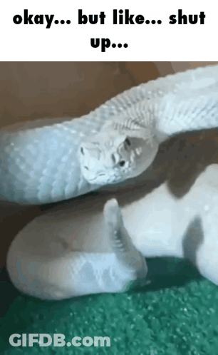 A Picture Of A White Snake With The Words Okay But Like Shut Up On The Bottom GIF