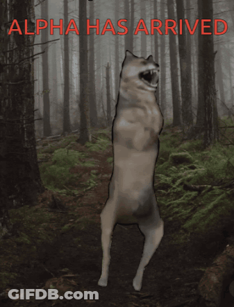 A Picture Of A Wolf In A Forest With The Words Alpha Has Arrived Above It GIF