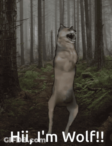 A Picture Of A Wolf With The Words Hii I 'M Wolf GIF