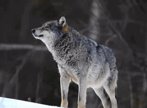 A Picture Of A Wolf With The Words Welcome To The Den Written Below It GIF