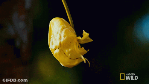 A Picture Of A Yellow Flower With The Words National Geographic Wild On The Bottom GIF
