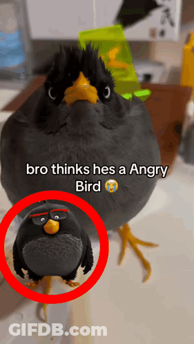 A Picture Of An Angry Bird With A Caption That Says Bro Thinks He 'S A Angry Bird GIF