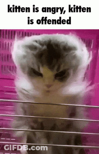 A Picture Of An Angry Kitten With The Words Kitten Is Angry Kitten Is Offended GIF