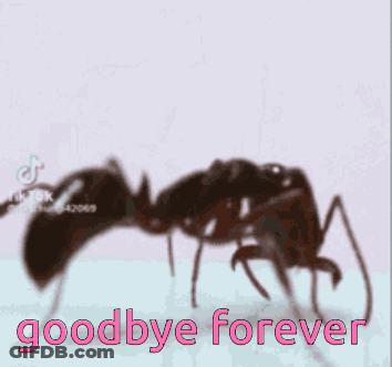 A Picture Of An Ant With The Words Goodbye Forever Written Below It GIF