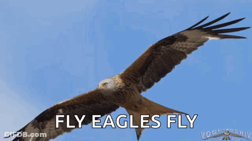 A Picture Of An Eagle With The Words " Fly Eagles Fly " Below It GIF