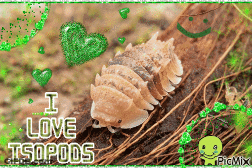 A Picture Of An Isopod With The Words I Love Isopods GIF