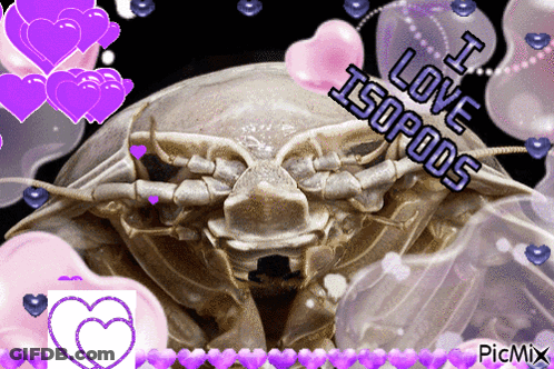 A Picture Of An Isopod With The Words I Love Isopods On It GIF