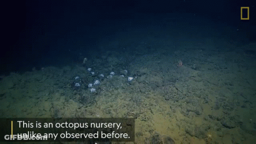 A Picture Of An Octopus Nursery With A Caption That Says This Is An Octopus Nursery Unlike Any Observed Before GIF