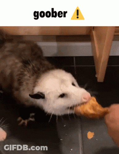 A Picture Of An Opossum Eating A Piece Of Food With The Words Goober Above It GIF