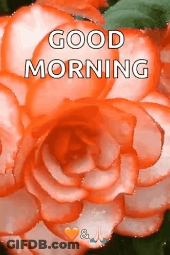 A Picture Of An Orange Rose With The Words `` Good Morning '' On It . GIF