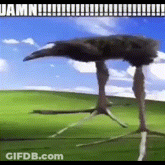 A Picture Of An Ostrich Standing In A Field With The Words Damn On The Bottom GIF