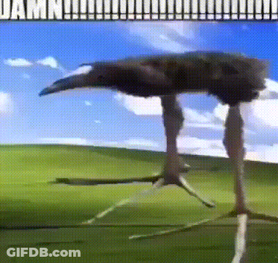 A Picture Of An Ostrich Standing In A Field With The Words Damn Written On The Bottom GIF