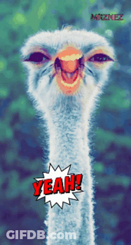 A Picture Of An Ostrich With The Word Yeah In Red GIF
