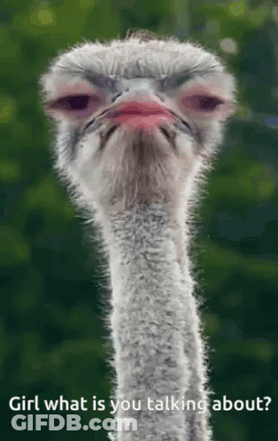 A Picture Of An Ostrich With The Words Girl What Is You Talking About GIF