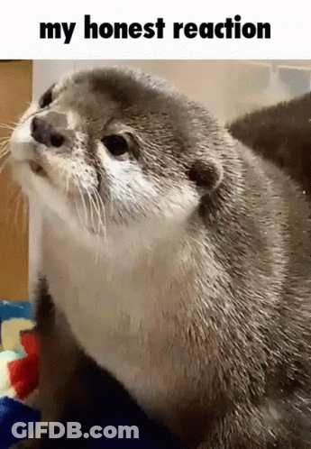 A Picture Of An Otter With The Words " My Honest Reaction " Below It GIF