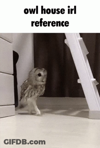 A Picture Of An Owl With The Words Owl House Irl Reference GIF