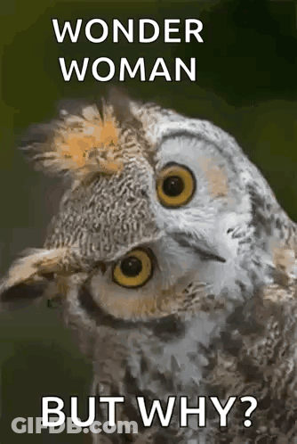 A Picture Of An Owl With The Words Wonder Woman But Why On It GIF