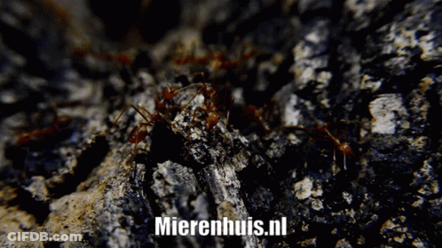 A Picture Of Ants With The Website Mierenhuis.nl In The Corner GIF