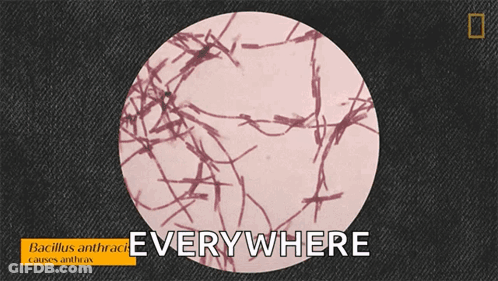 A Picture Of Bacillus Anthrace Causes Anthrax GIF