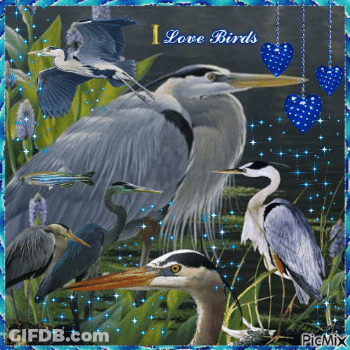 A Picture Of Birds With The Words I Love Birds GIF