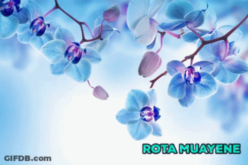 A Picture Of Blue And Purple Flowers With The Words Rota Muayene On The Bottom GIF