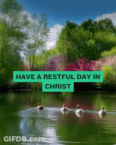 A Picture Of Ducks Swimming In A Lake With The Words Have A Restful Day In Christ GIF