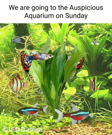A Picture Of Fish In An Aquarium With The Words We Are Going To The Auspicious Aquarium On Sunday GIF