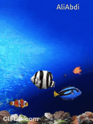 A Picture Of Fish In The Ocean With The Name Aliabdi On The Bottom GIF