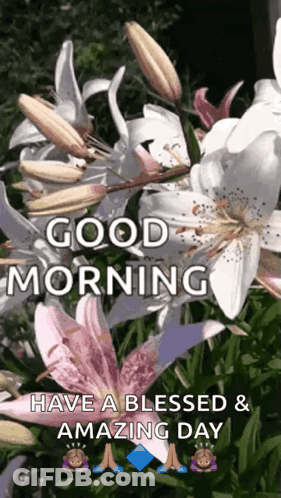 A Picture Of Flowers With The Words Good Morning Have A Blessed And Amazing Day Written On It GIF