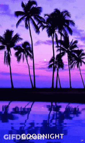 A Picture Of Palm Trees At Sunset With The Words Goodnight GIF