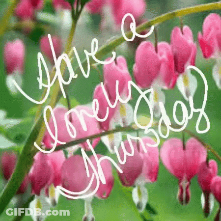 A Picture Of Pink Bleeding Heart Flowers With The Words Have A Lovely Thursday Written On It GIF