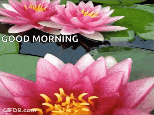 A Picture Of Pink Flowers With The Words Good Morning GIF