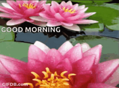 A Picture Of Pink Flowers With The Words Good Morning On It GIF