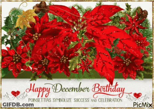 A Picture Of Poinsettia Flowers With The Words Happy December Birthday GIF