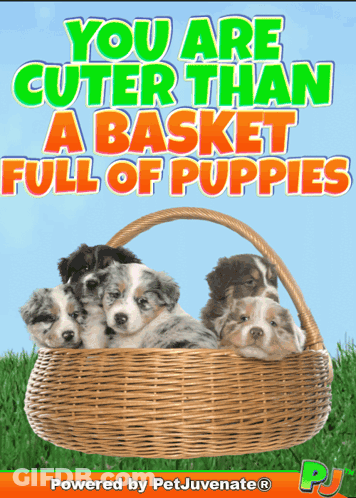 A Picture Of Puppies In A Basket With The Words You Are Cuter Than A Basket Full Of Puppies GIF