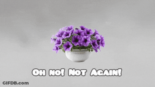 A Picture Of Purple Flowers In A White Pot With The Words Oh No Not Again GIF