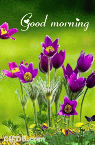 Purple Flowers With Good Morning Text GIF