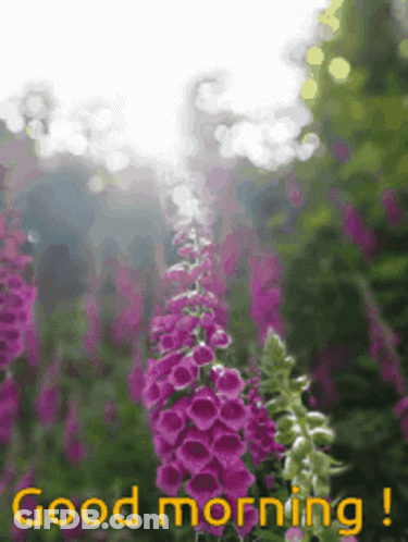 A Picture Of Purple Flowers With The Words Good Morning Below It GIF